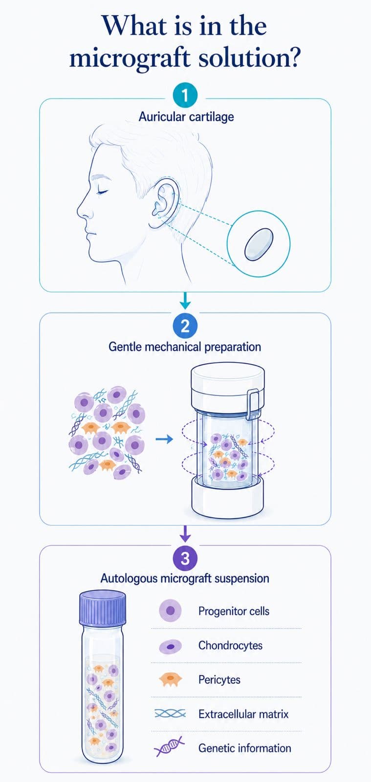 Illustration of what the micrograft suspension prepared from the ear sample contains